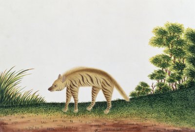 Hyena, from Drawings of Animals, Insects and Reptiles from Malacca, c.1805-18 by Chinese School